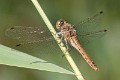 Sympetrum vulgatum female